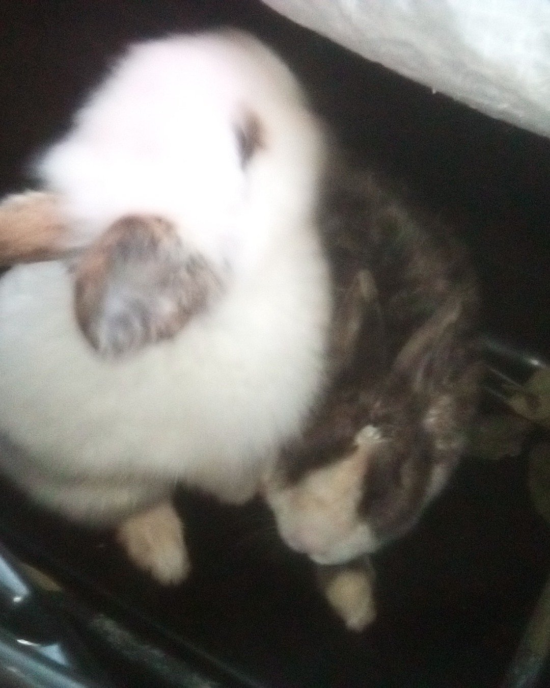 stormy the Dutch dwarf rabbit. Rabbit, Cat