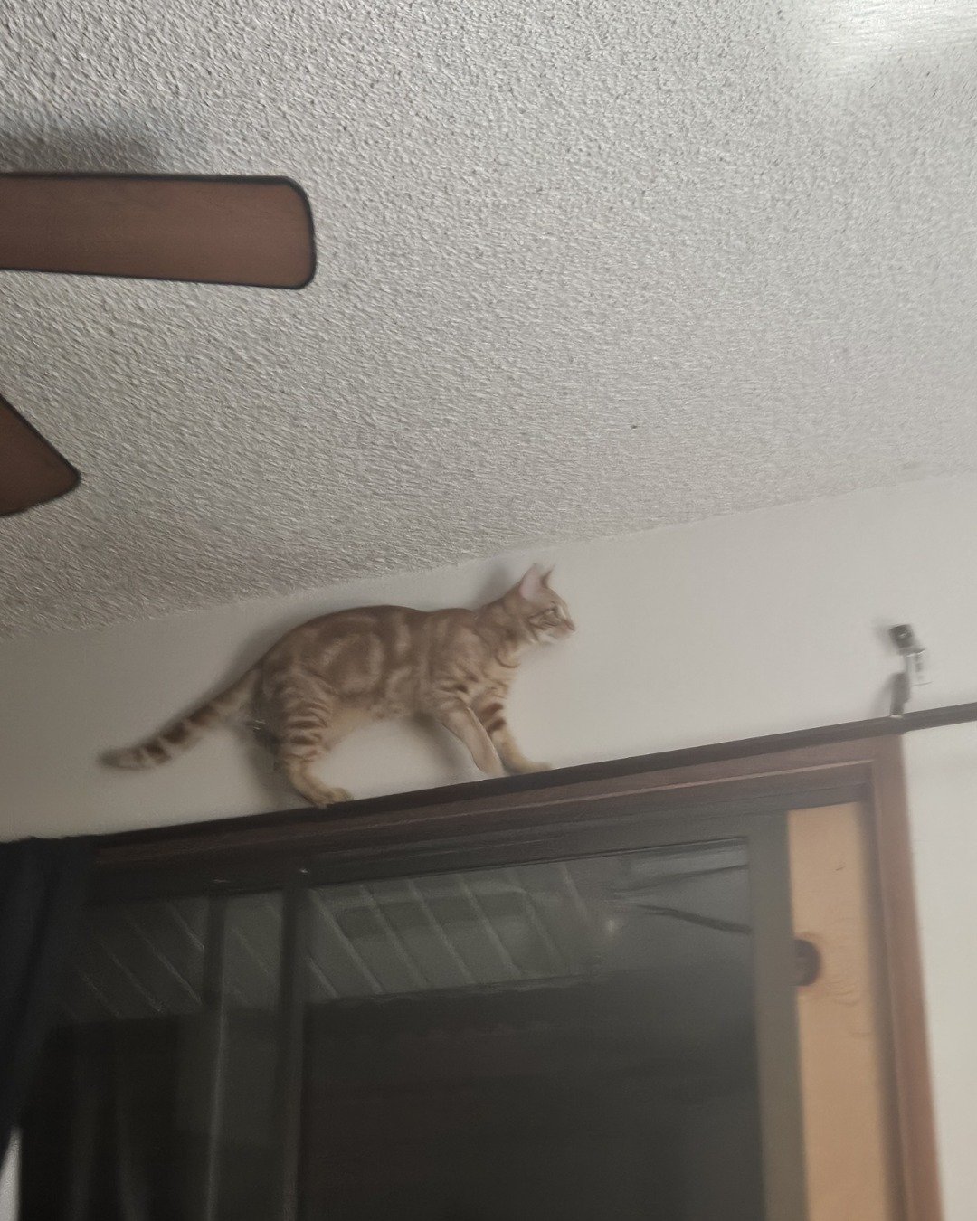 kade. Cat, Door
