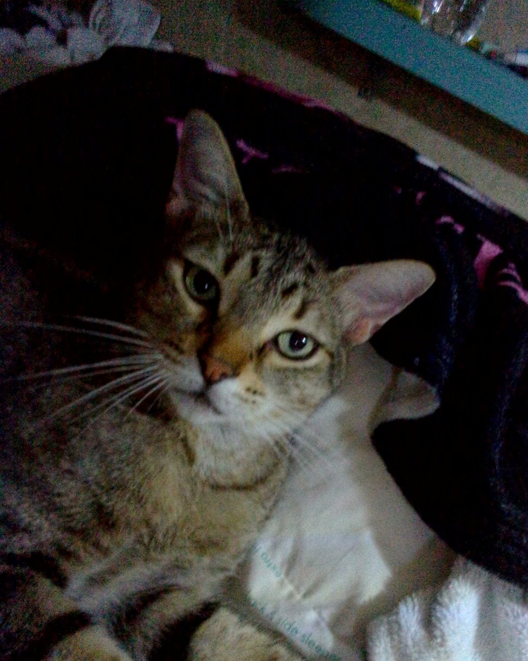 Craby Patty the Brown short haired tabby. Abyssinian, Cat
