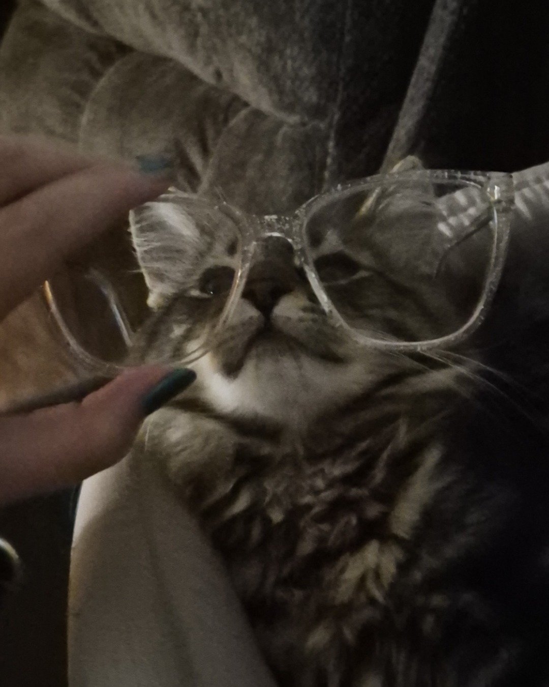 Noodle the Domestic longhair. Accessories, Glasses, Cat, Kitten, Person, Sunglasses
