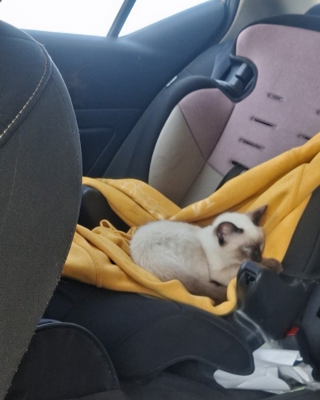 Nova the simese. Dog, Puppy, Cat, Car, Transportation, Vehicle