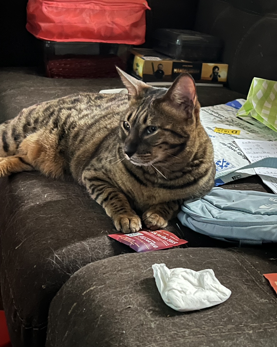Bristol the Savannah. Couch, Furniture, Cushion, Home Decor, Person, Cat