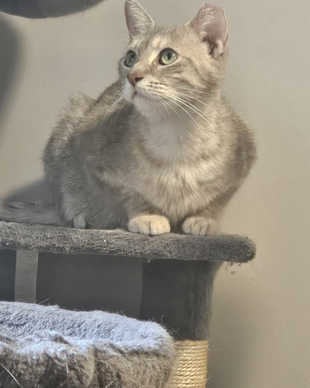 Opal the muted tortie. Abyssinian, Cat