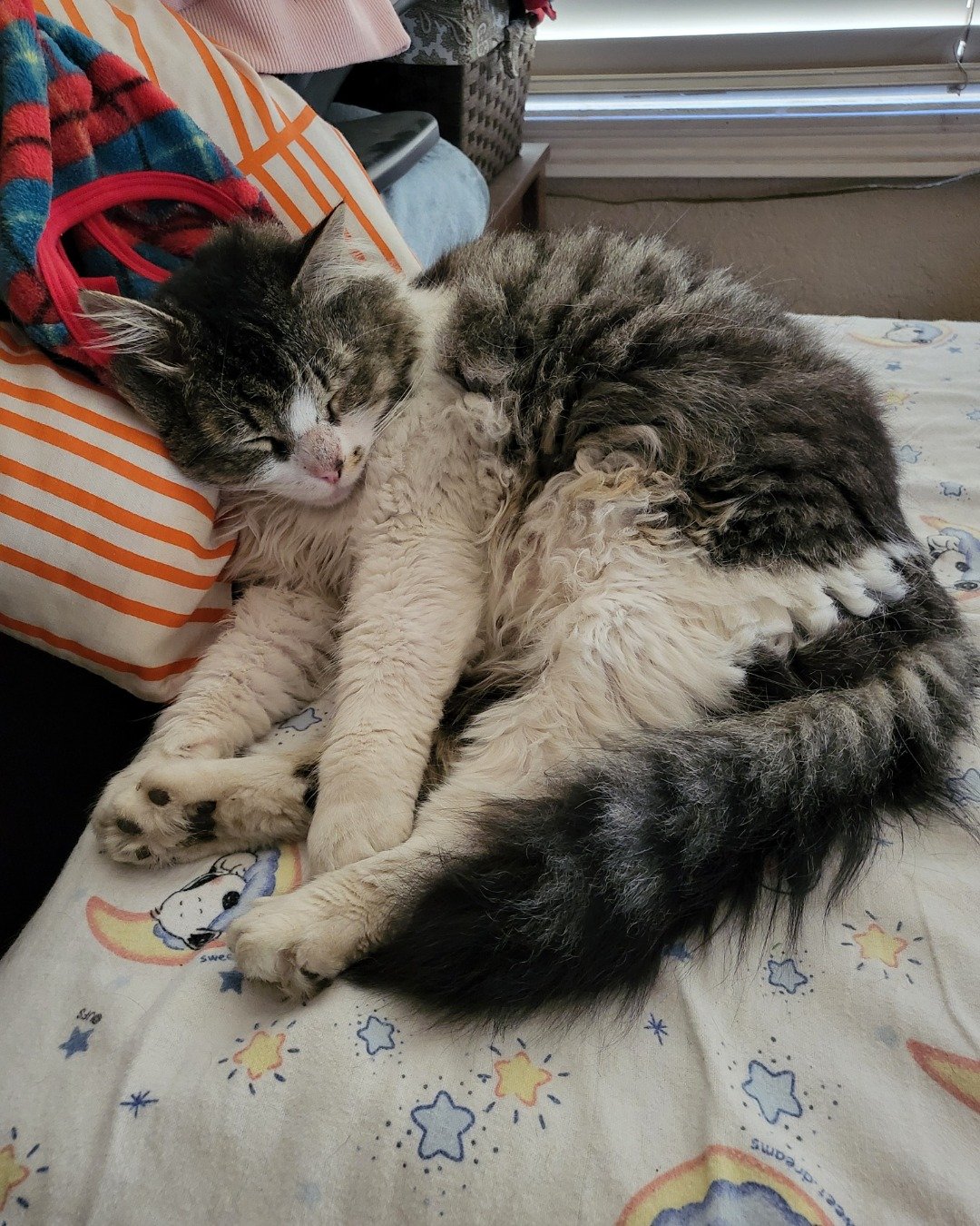 Farley Fart the tabby. Cushion, Home Decor, Couch, Furniture, Person, Sleeping