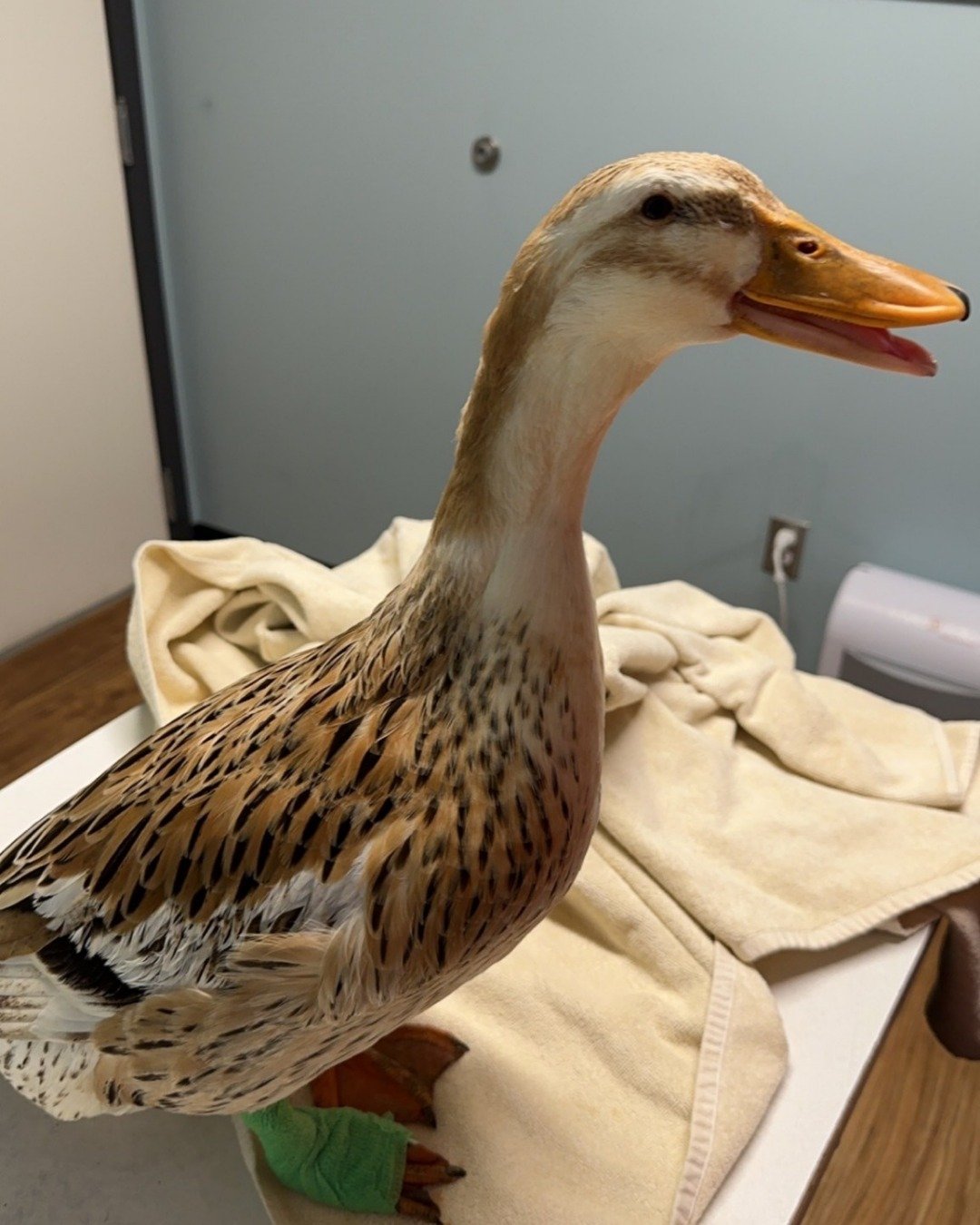 Fern the Silver Apple Yard duck. Bird, Duck, Waterfowl, Beak, Mallard