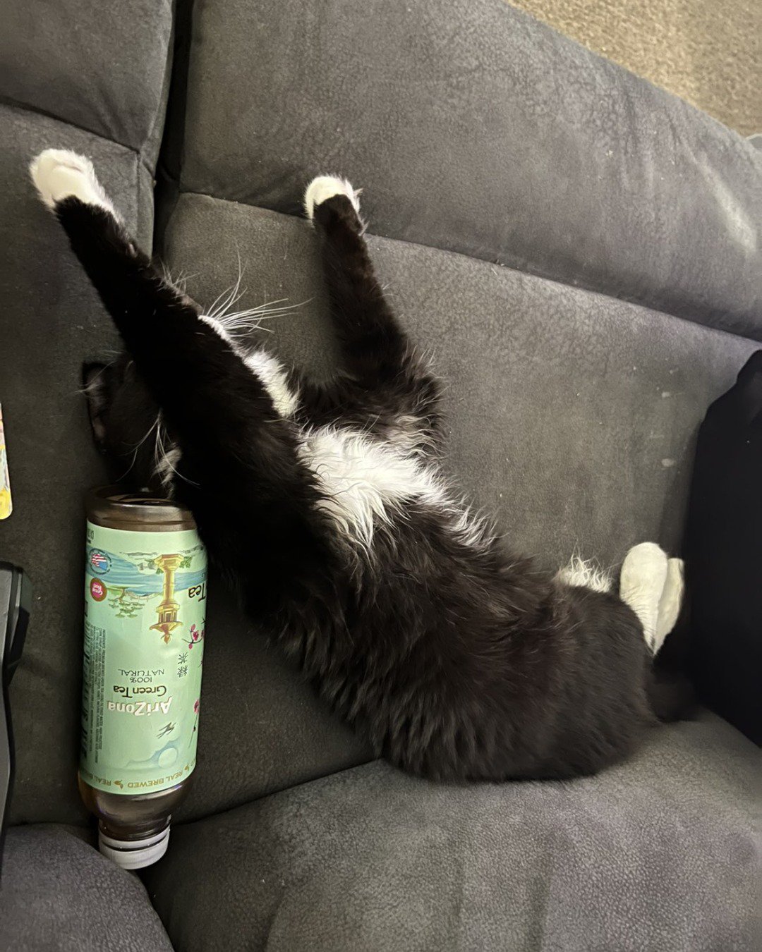 Olivier. Couch, Furniture, Jar, Cat, Can, Tin