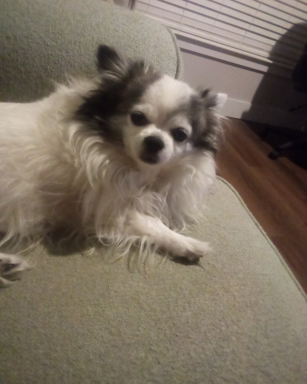 Patches the Long Hair Chihuahua. Dog, Puppy, Eskimo Dog