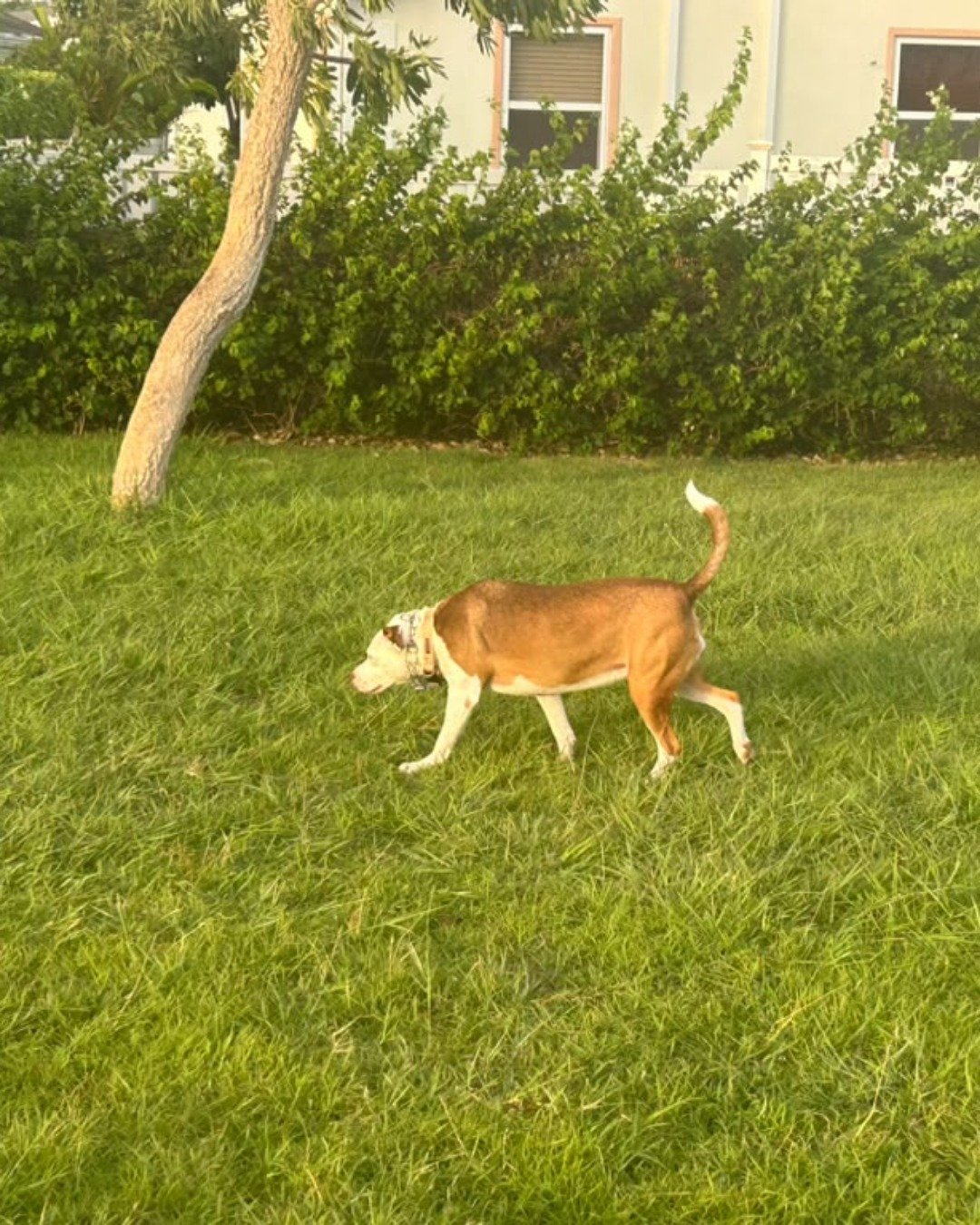 Daisy the Australian shepherd pit bull mix. Grass, Plant, Boxer, Bulldog, Dog, Lawn