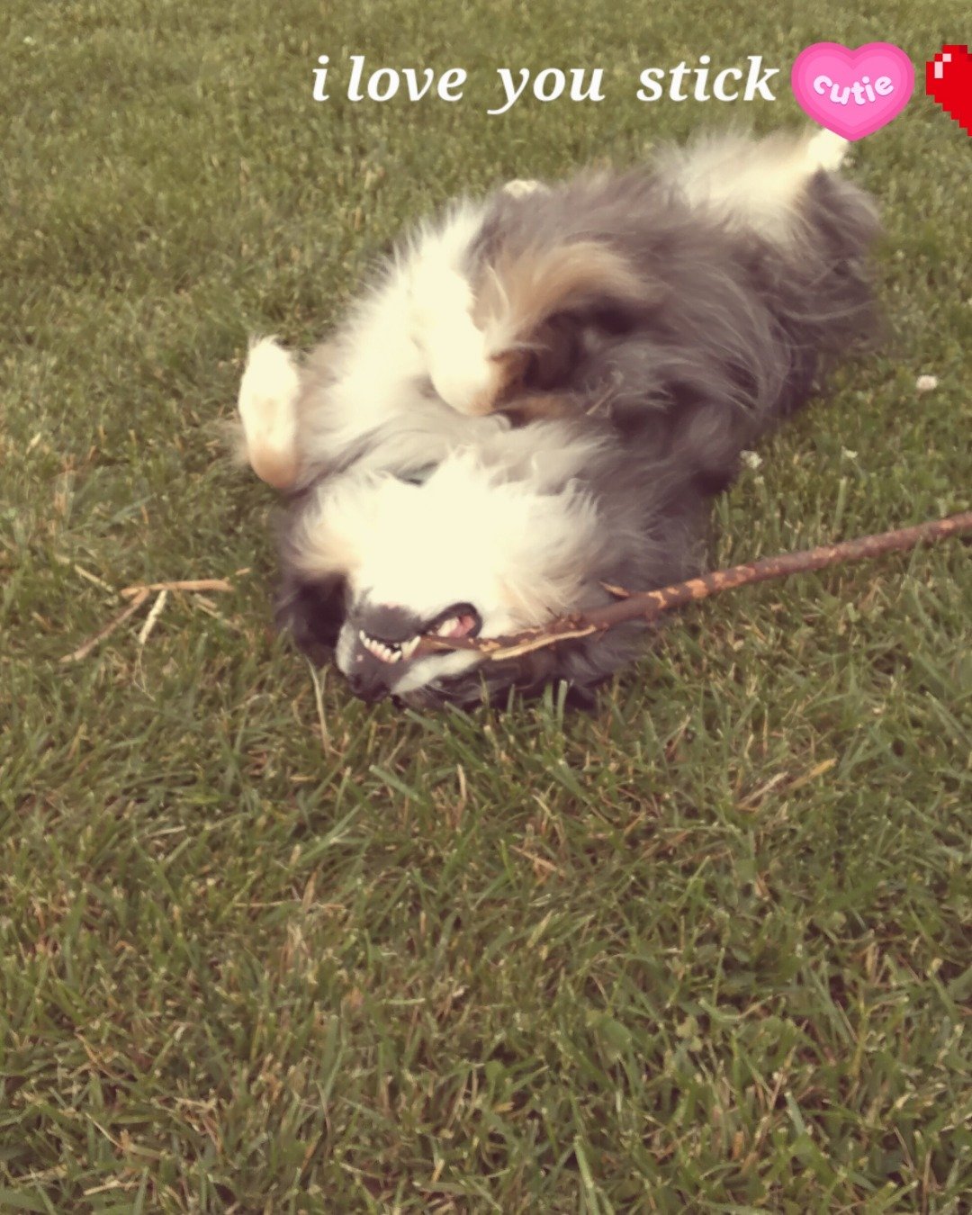 Dixie the Australian shepherd. Grass, Plant, Accessories, Strap, Dog, Puppy