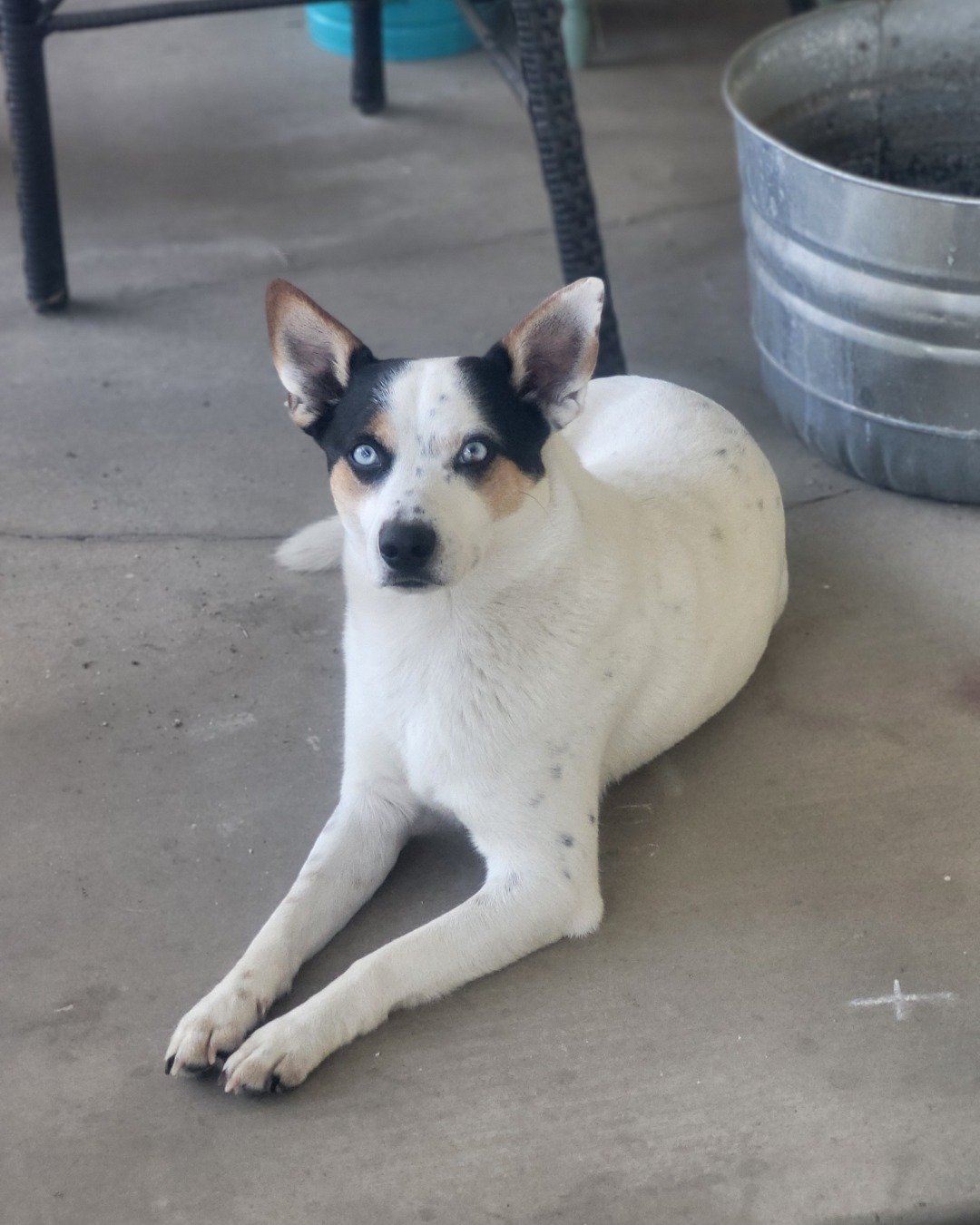 Billy the 1/4 Chihuahua 3/4 Queensland healer. Accessories, Strap, Dog, Puppy, Husky