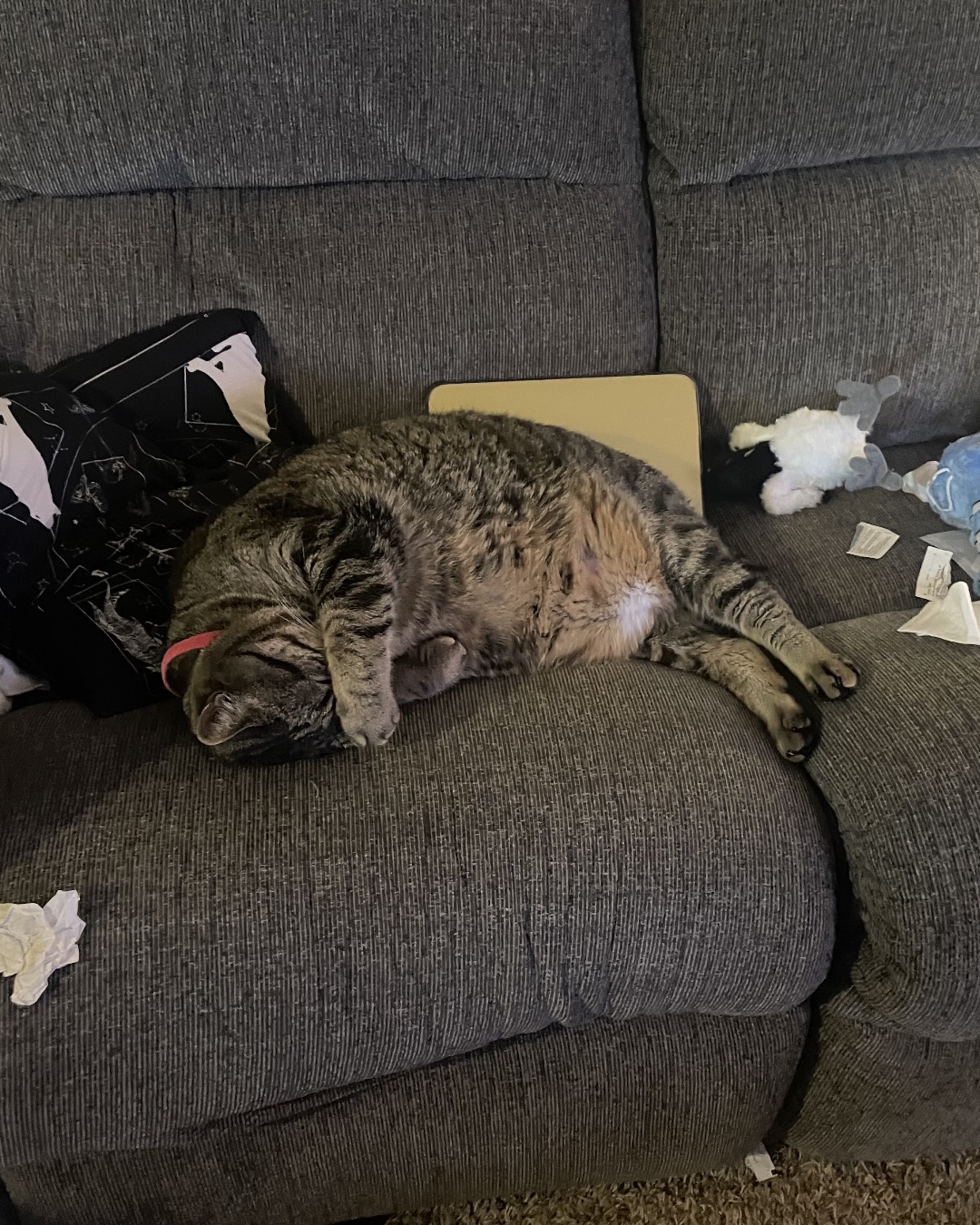 ReyRey. Couch, Furniture, Cat, Person, Sleeping, Toy