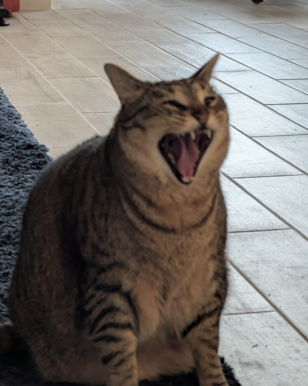 Cheddar Biscuit the Brown Tabby Shorthair. Cat, Body Part, Mouth, Person, Teeth, Manx