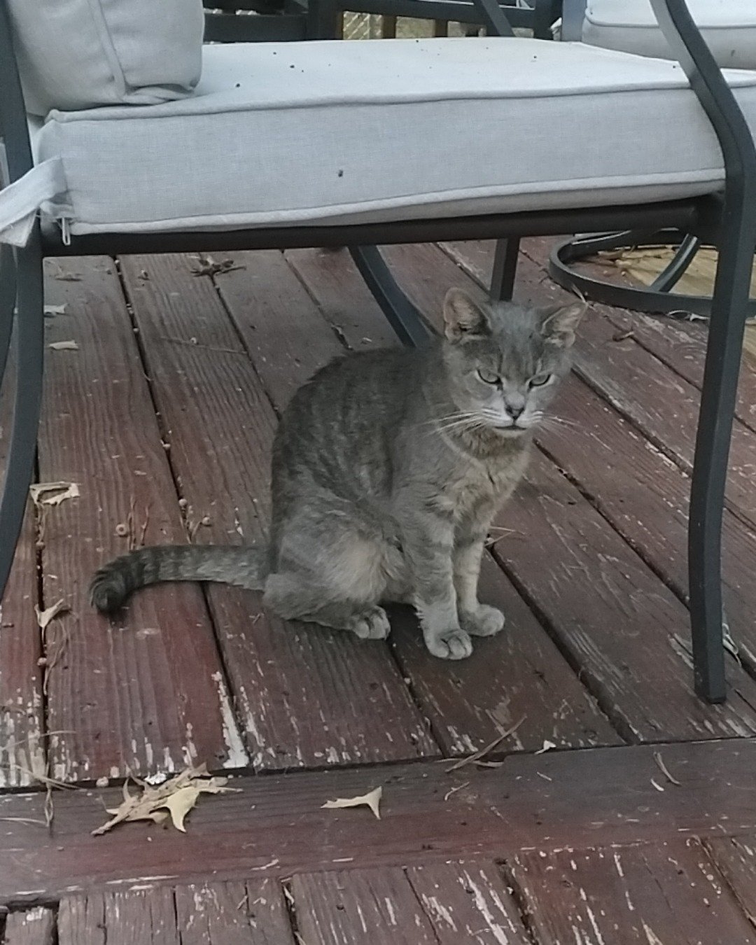 bluey the domestic short haired cat. Architecture, Building, House, Housing, Porch, Wood