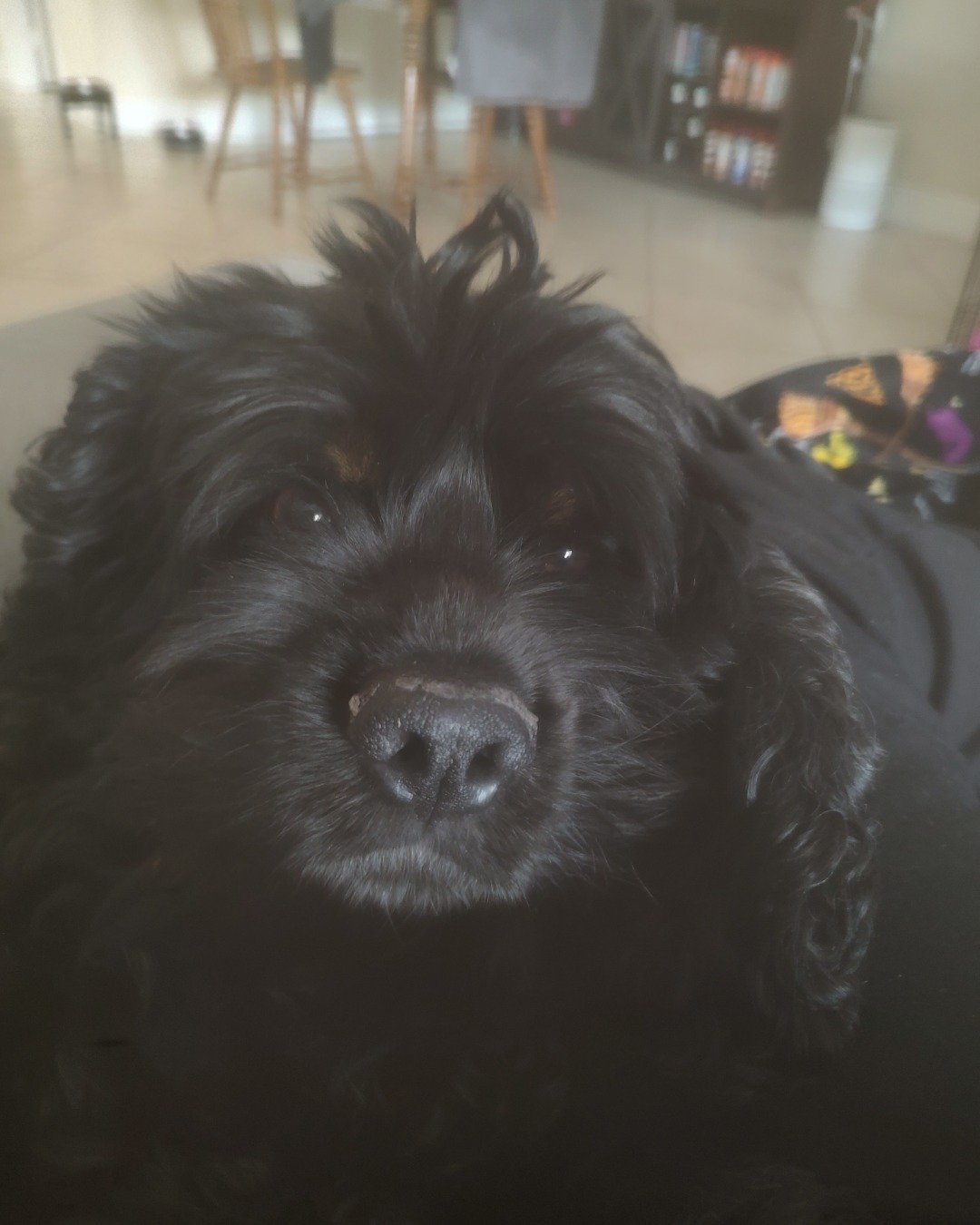 hank the cocker spaniel. Dog, Puppy