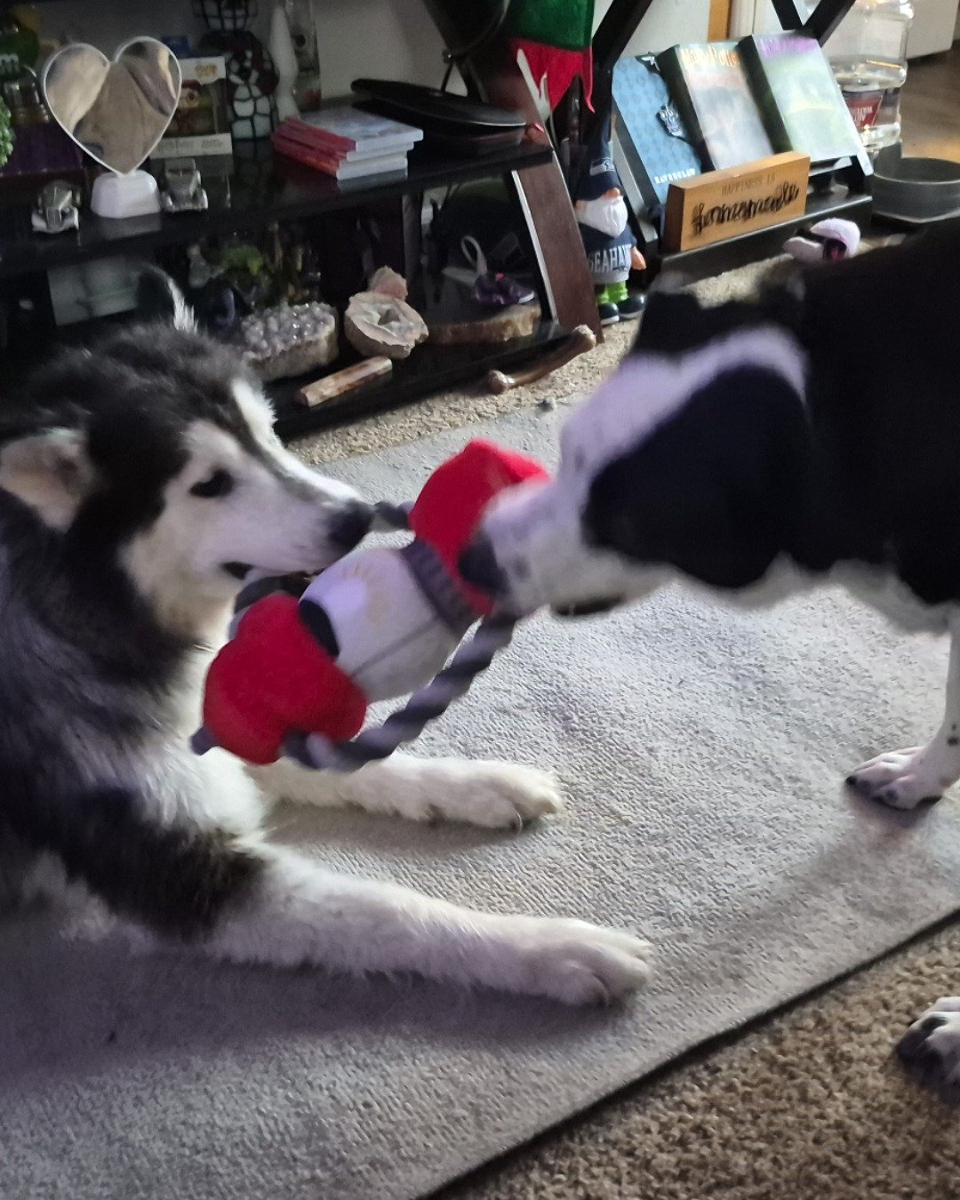 stevie the border collie/lab. Dog, Husky, Puppy, Ball, Football, Soccer