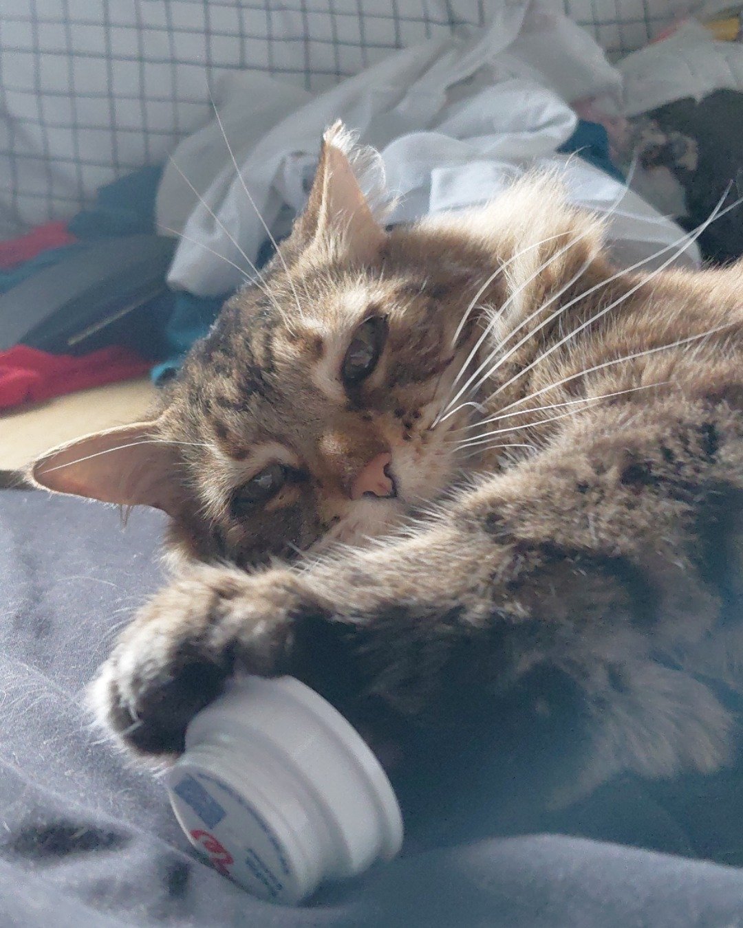 Hot Tamale/Mollie the Norwegian Forest Cat. Cat, Kitten, Person, Sleeping