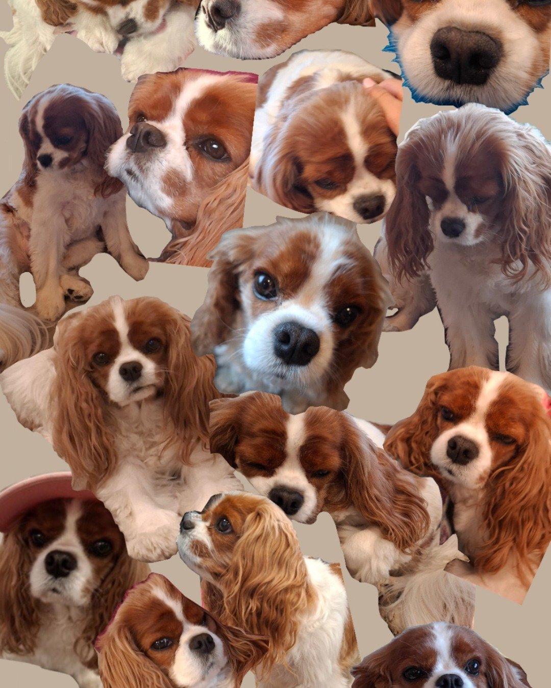Arya the Cavalier King Charles Spaniel. Dog, Puppy, Cocker Spaniel