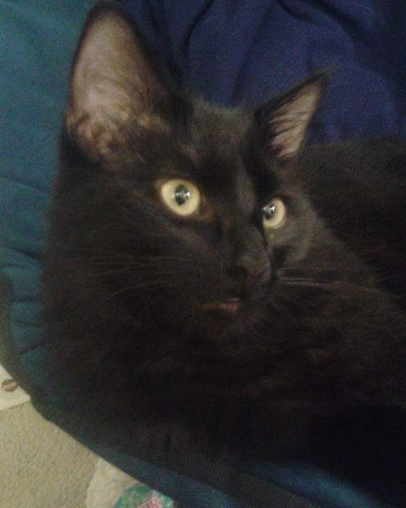 Sylvester the Unsure. Cat, Black Cat