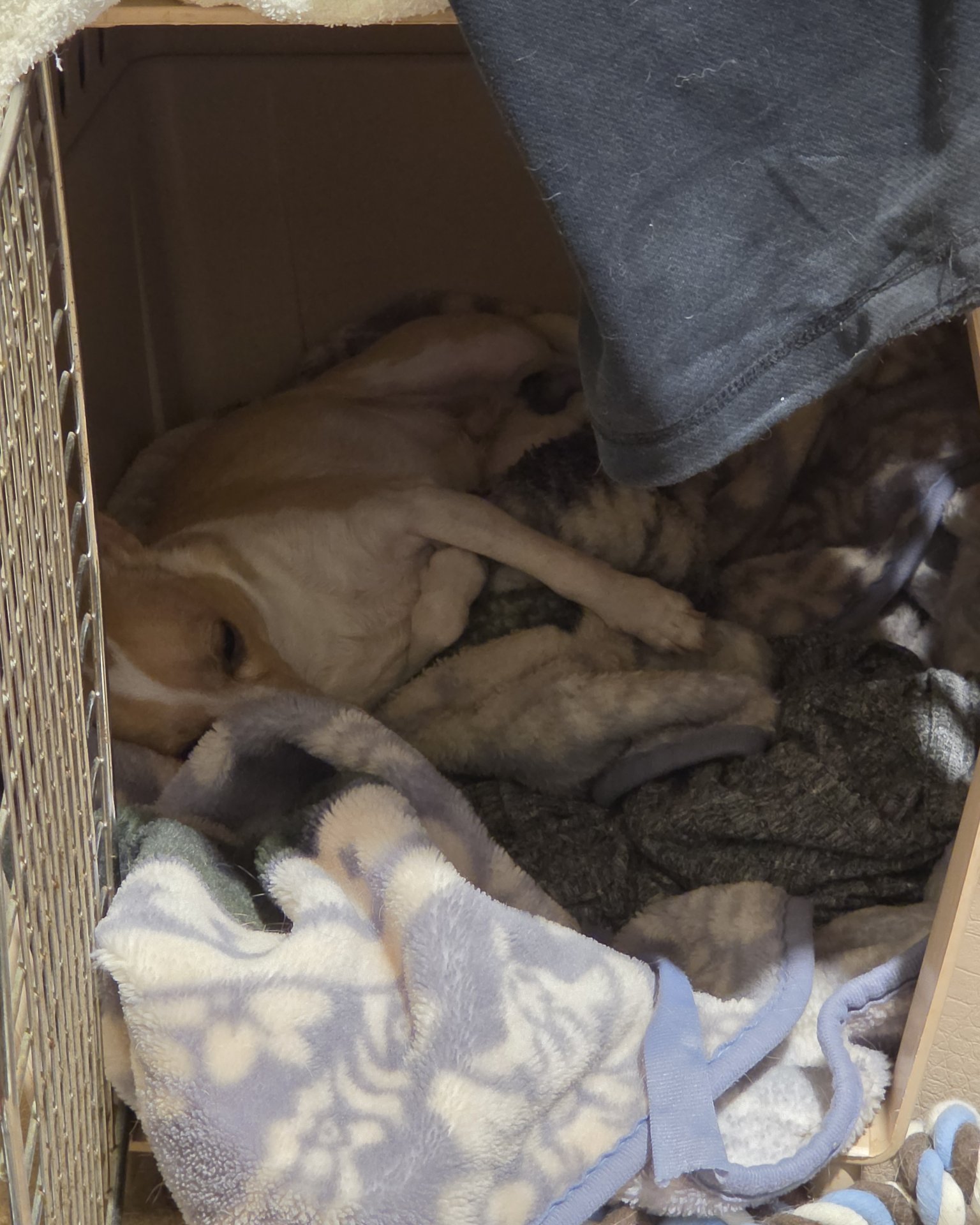 Zeus the Chihuahua. Dog, Puppy, Box