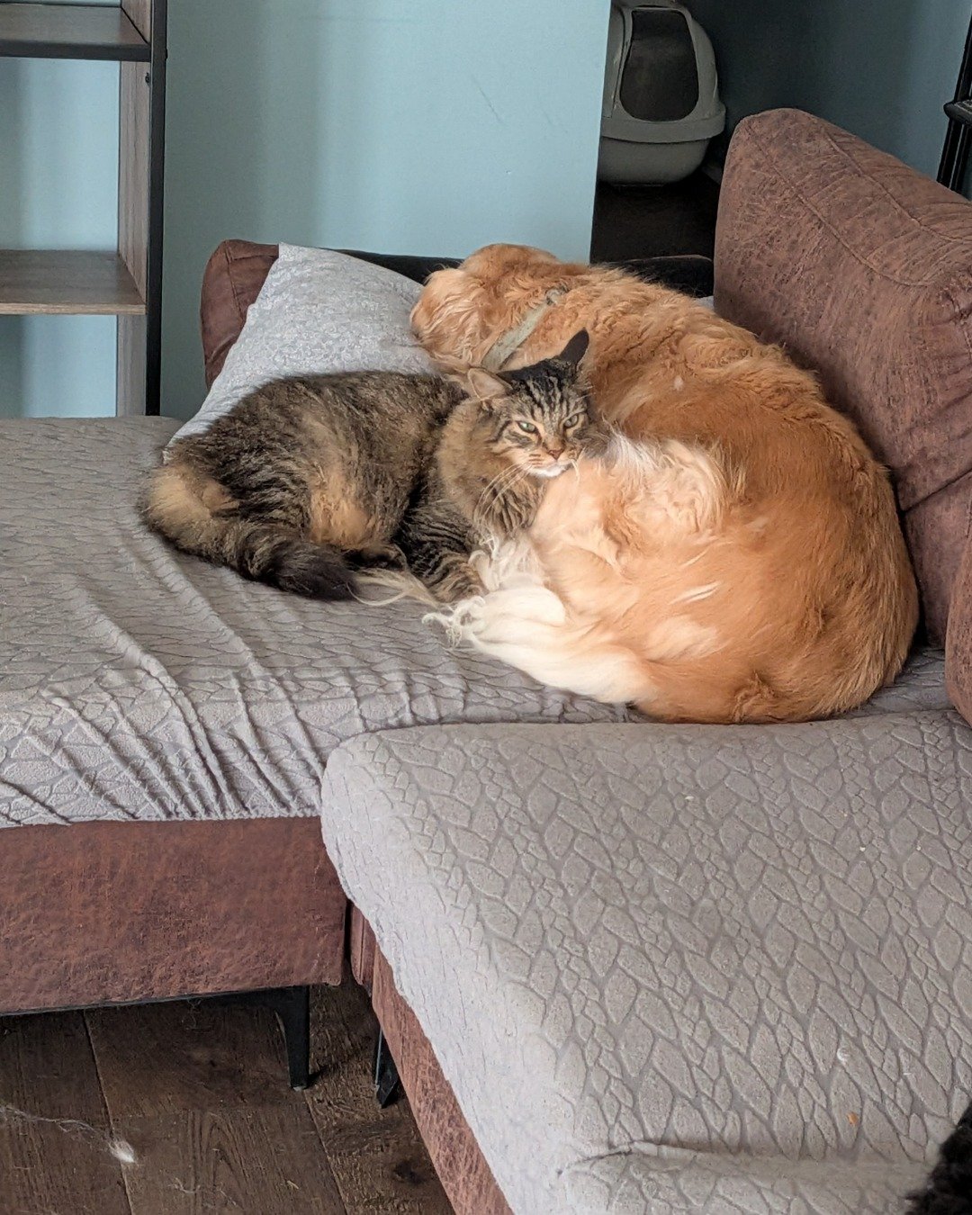 Schmidt (cat) and Winnie (dog) the Barn Cat, and Golden Retriever. Couch, Furniture, Cat