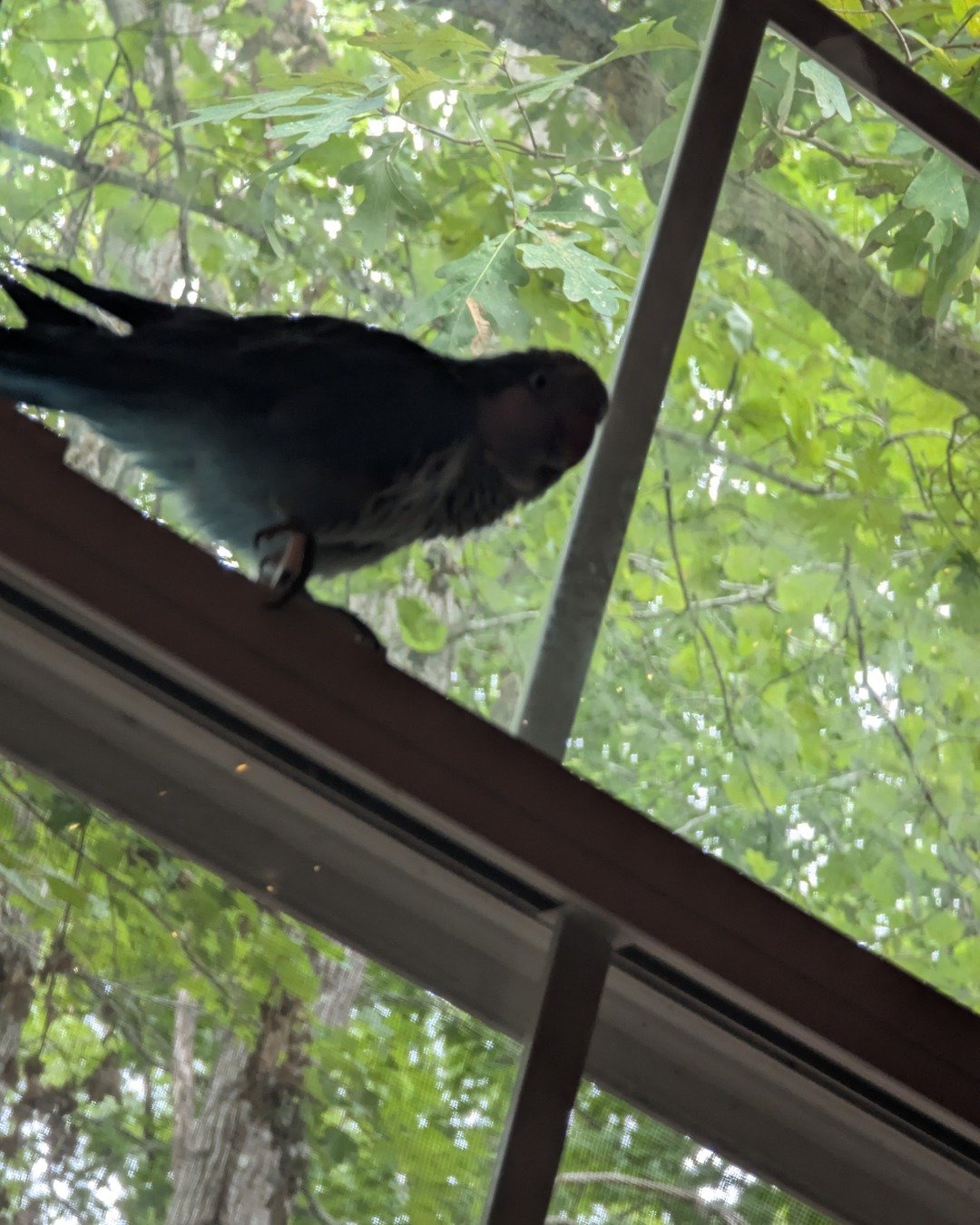pixie the Quaker parrot. Plant, Tree, Vegetation, Bird, Parakeet, Parrot