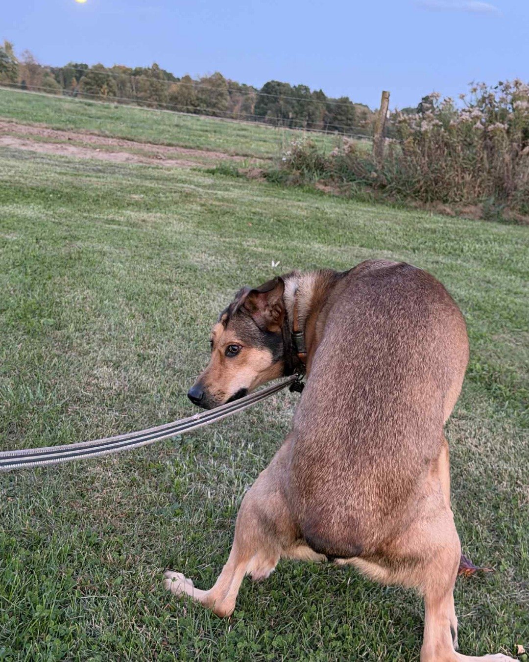 Bosco Stix the Super Mutt. Grass, Plant, Accessories, Strap, Dog, Outdoors