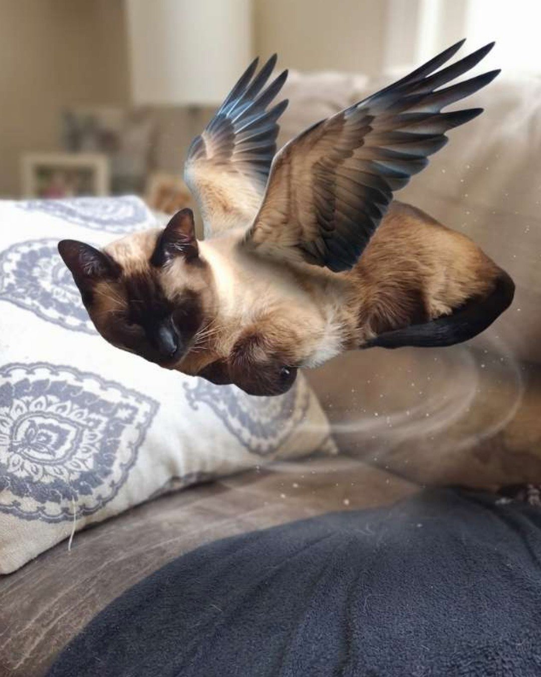 Luna🌙💫 (twin of Stella) the Siamese. Cat, Siamese, Bird