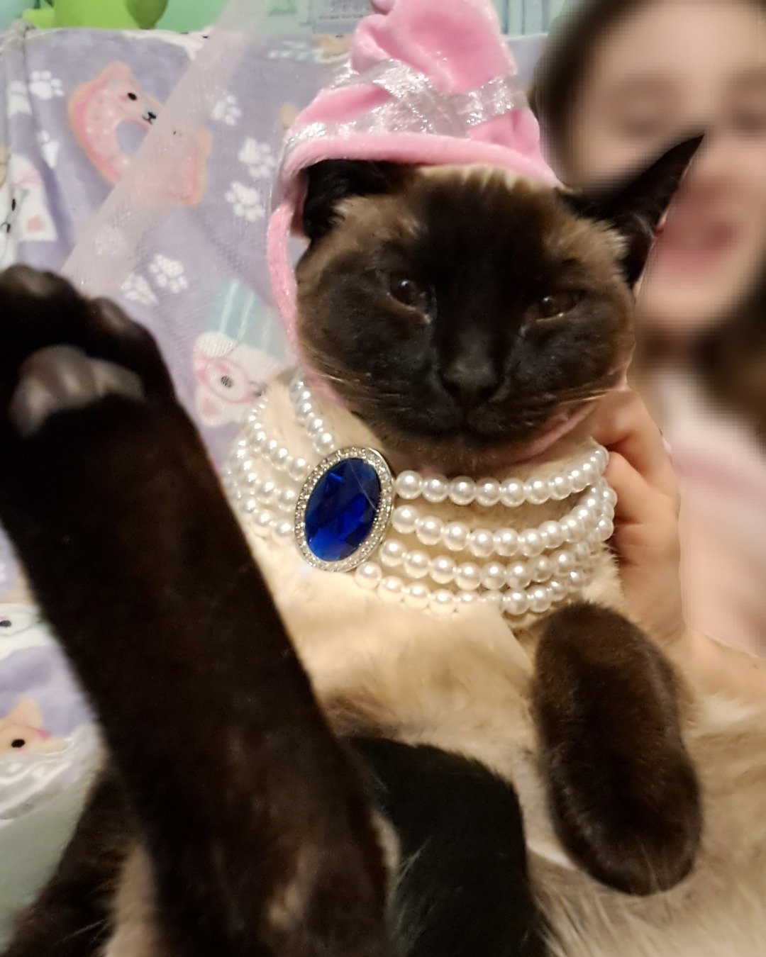 Luna🌙💫 (twin of Stella) the Siamese. Accessories, Jewelry, Necklace, Cat, Siamese, Kitten