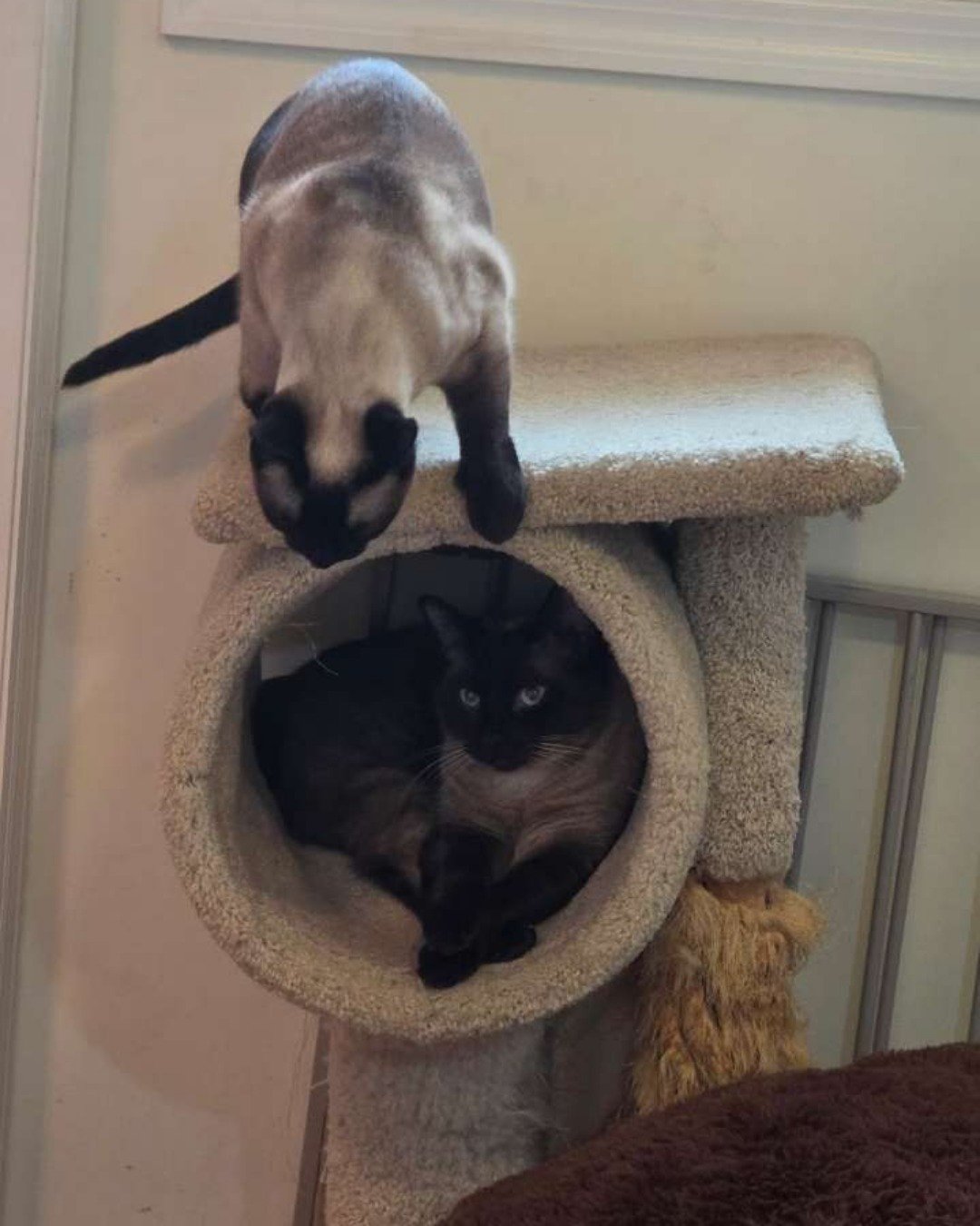Twin love ❤ (Stella and Luna) the Siamese. Cat, Dog, Siamese