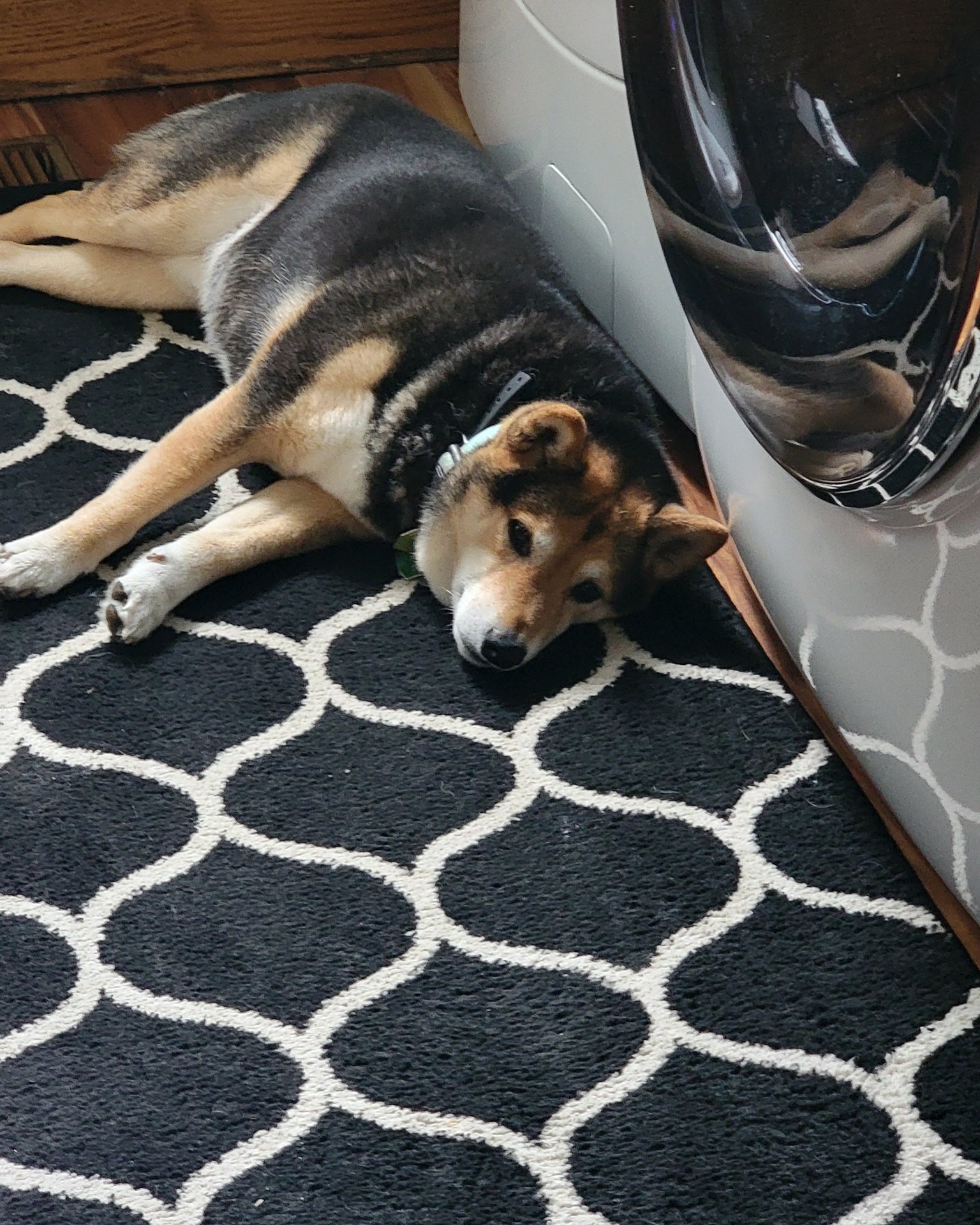 Ezra the Shiba inu. Home Decor, Rug, Dog, Hound