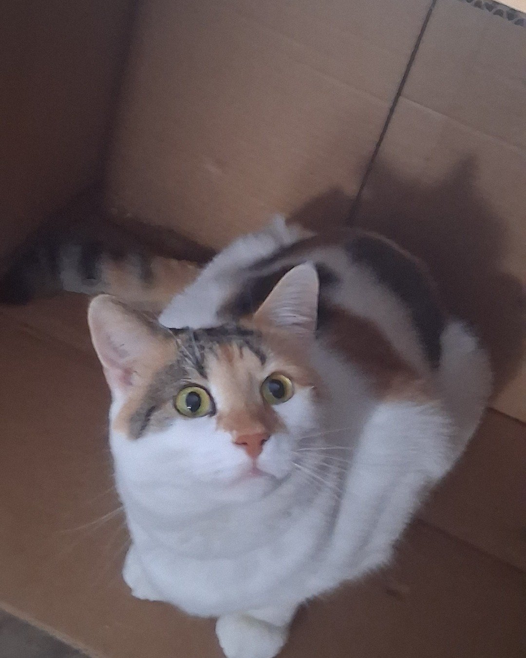 Callie the Calico maincoon. Box, Cat, Kitten
