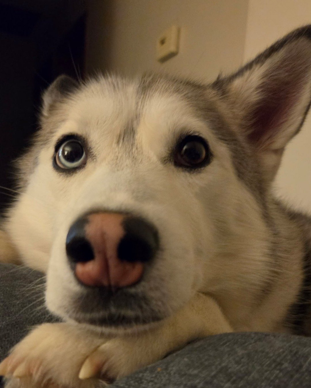 Athena the husky. Dog, Husky, Puppy