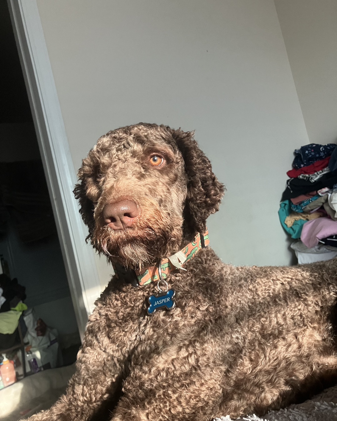 Jasper the Goldendoodle. Person, Dog, Puppy, Poodle, Accessories