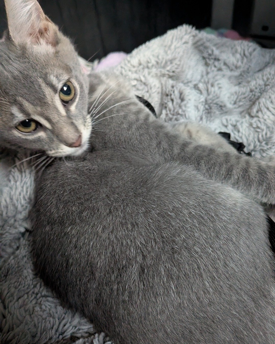 Egypt the American shorthair. Abyssinian, Cat