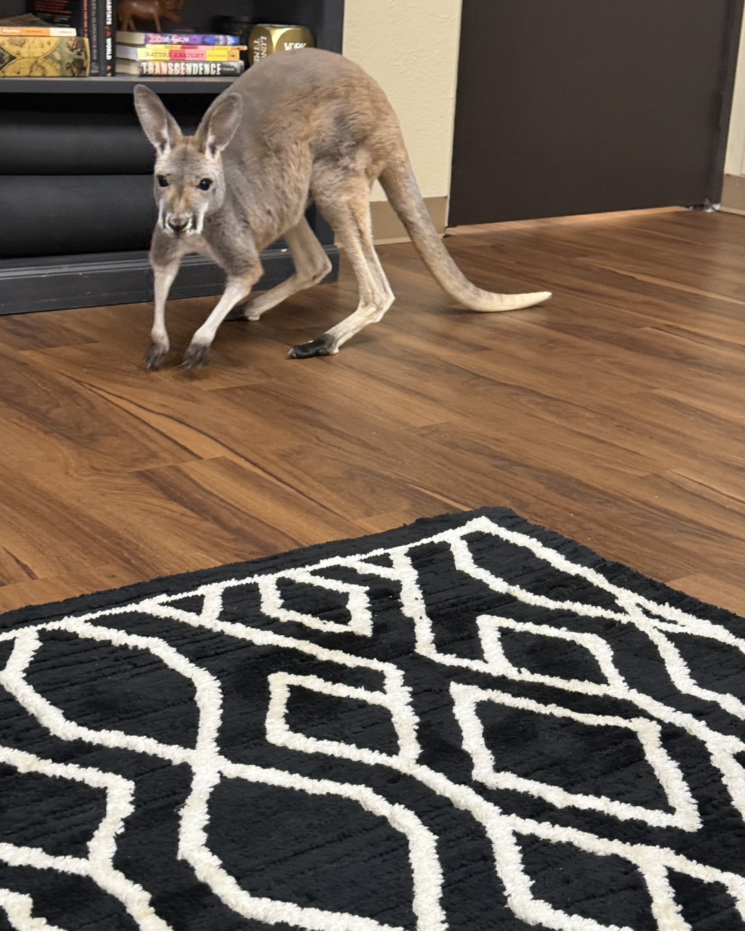 Hoppy — Home Decor, Kangaroo, Rug