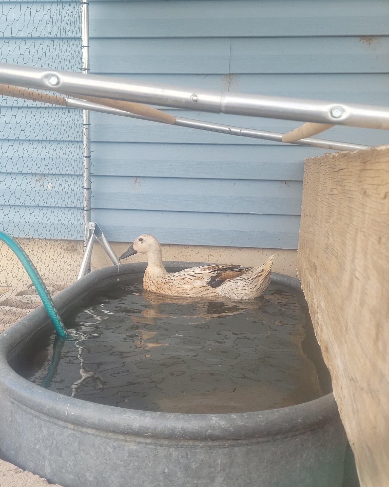 Della the duck. Bathing, Tub, Bird