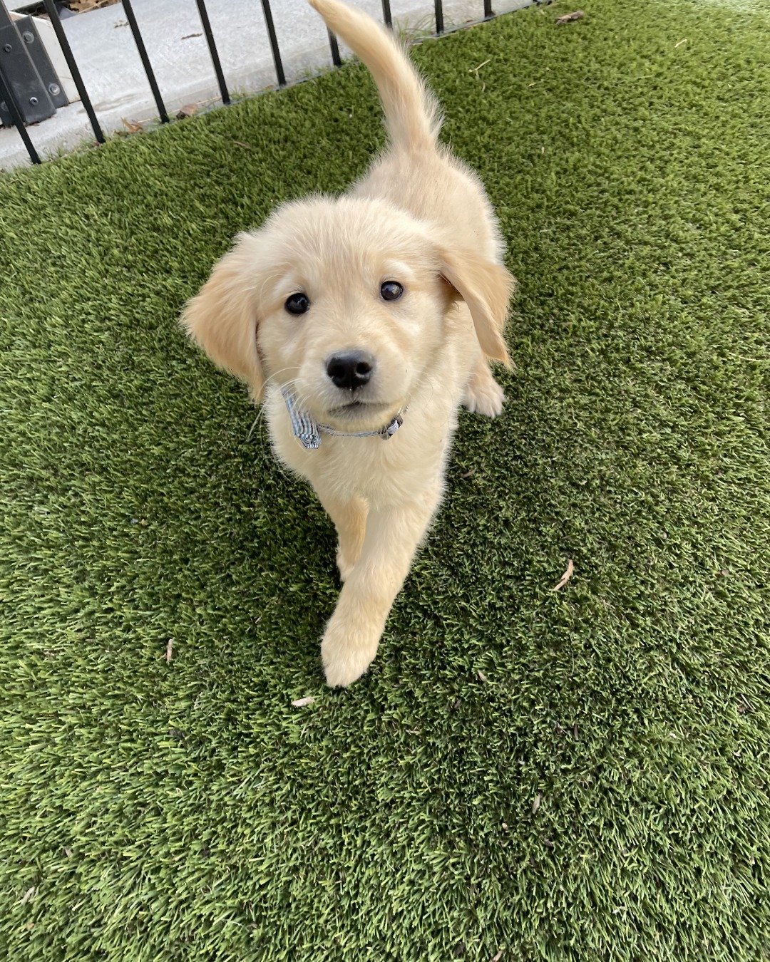 Jeffery — Dog, Puppy, Grass, Plant, Golden Retriever, Lawn