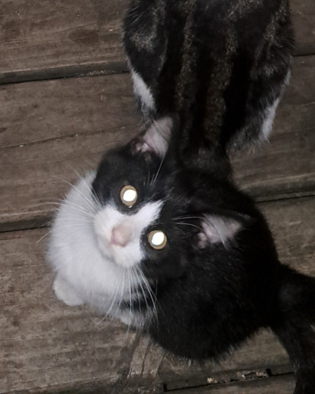 Bramble. Cat, Kitten
