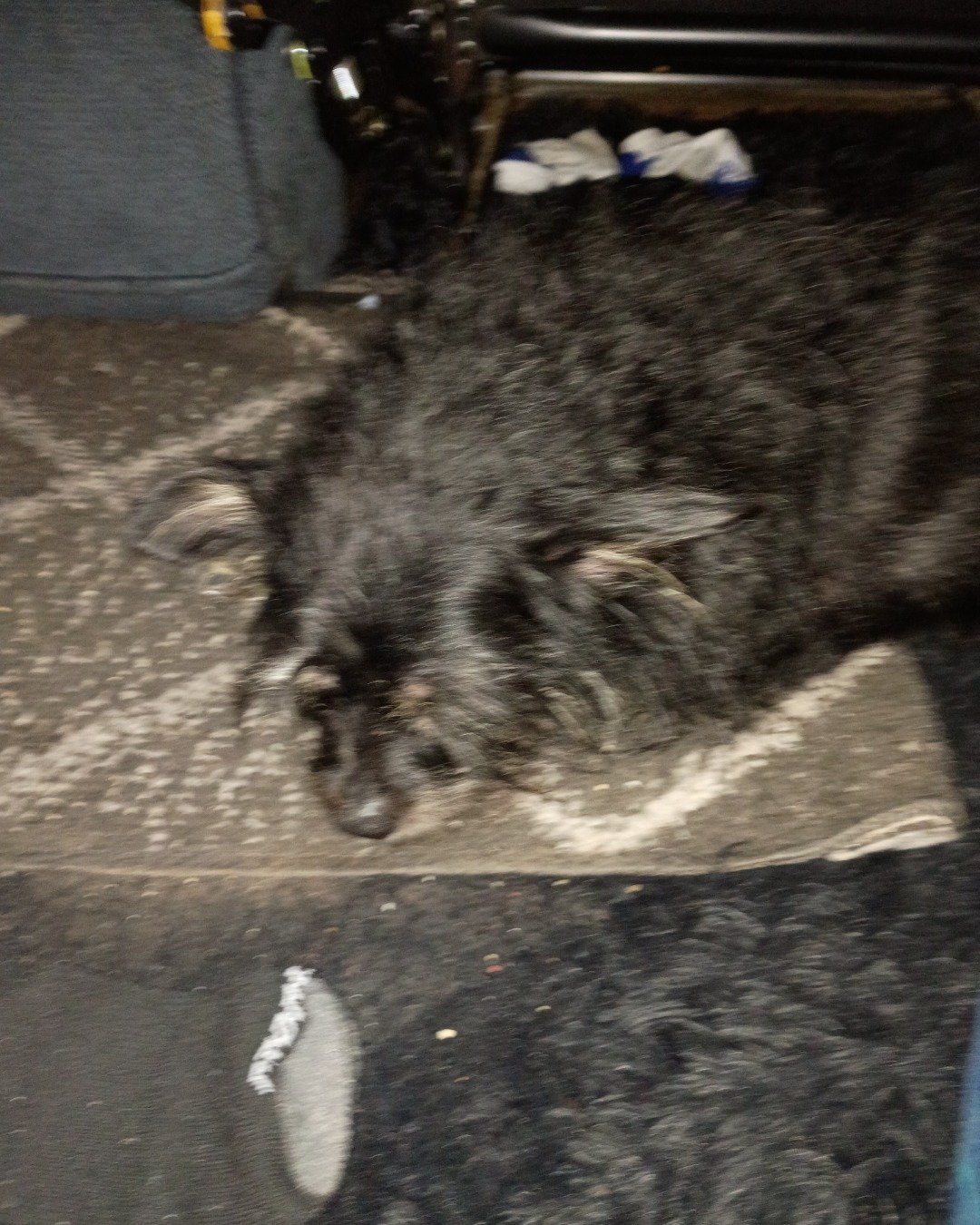 buddy the a teacup chihuahua. Dog, Cat, Affenpinscher