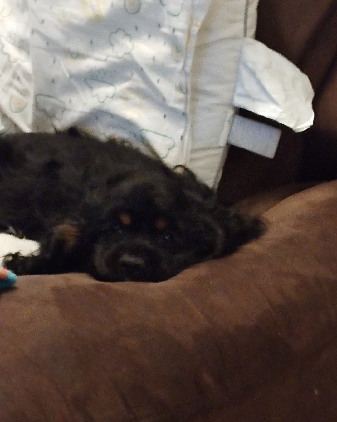hank the cocker spaniel. Couch, Furniture, Dog, Puppy, Cushion, Home Decor