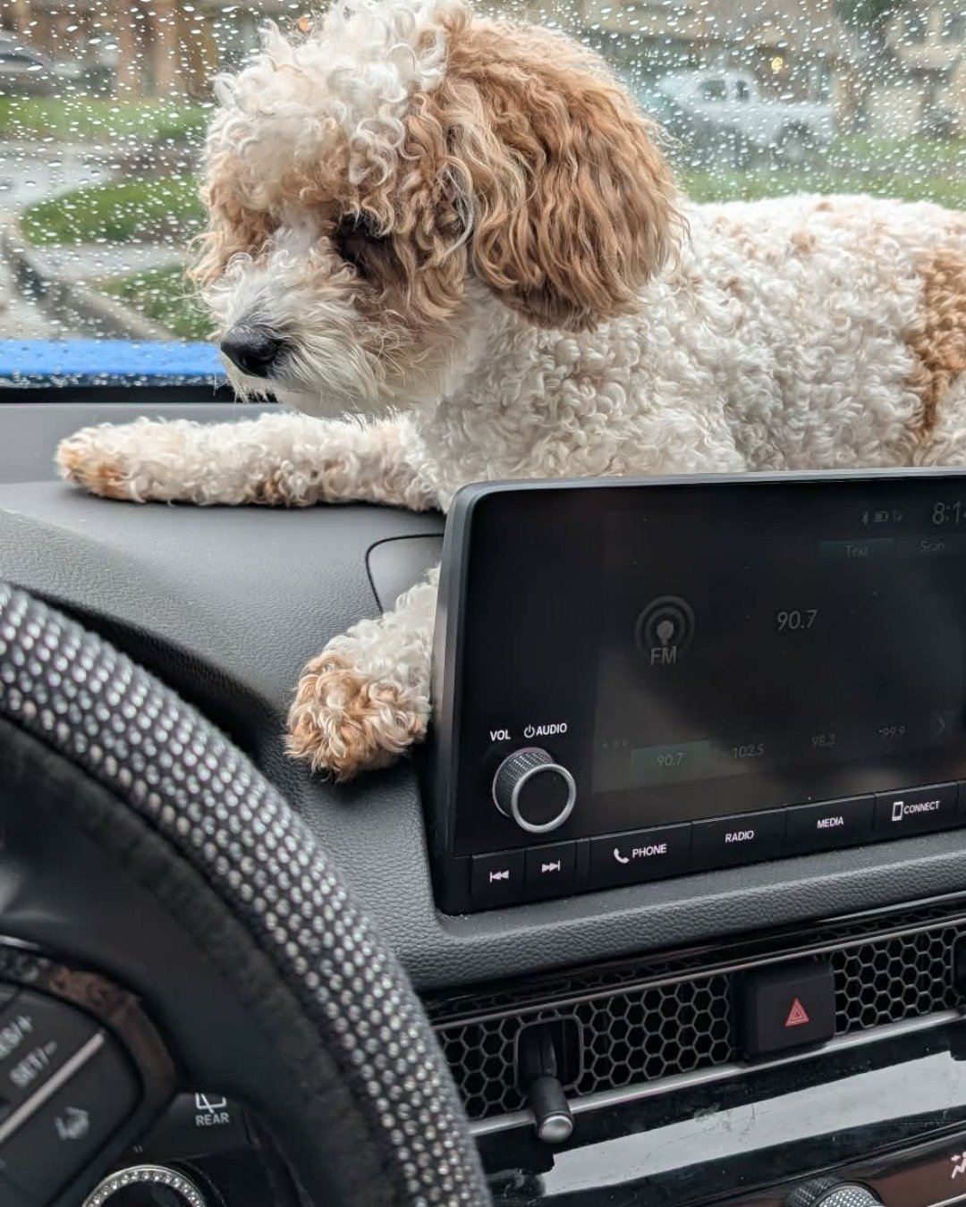 Honey Bun the Bichpoo. Dog, Puppy