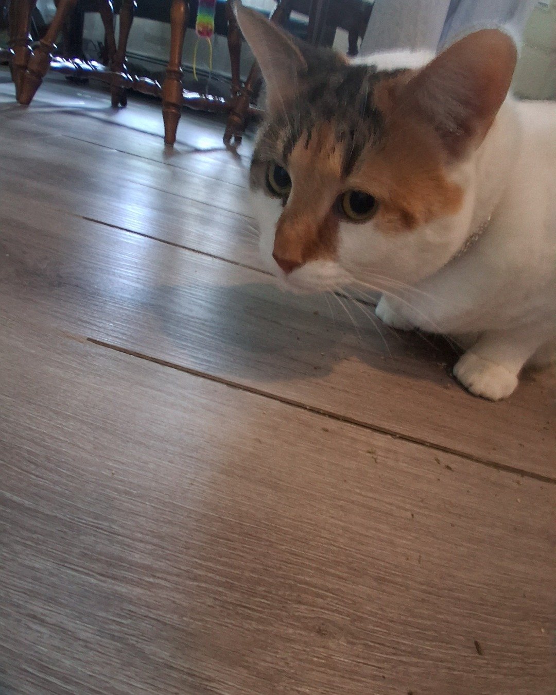 Callie the Calico maincoon. Floor, Flooring, Wood, Hardwood, Indoors, Interior Design