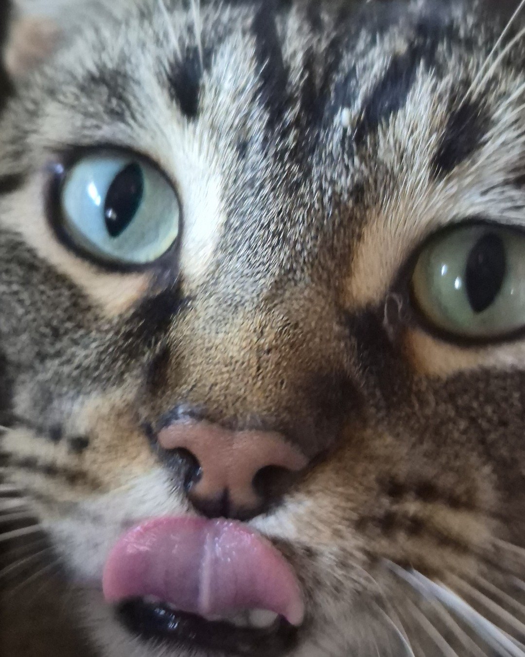 Scylla the Tabby. Cat, Body Part, Mouth, Person