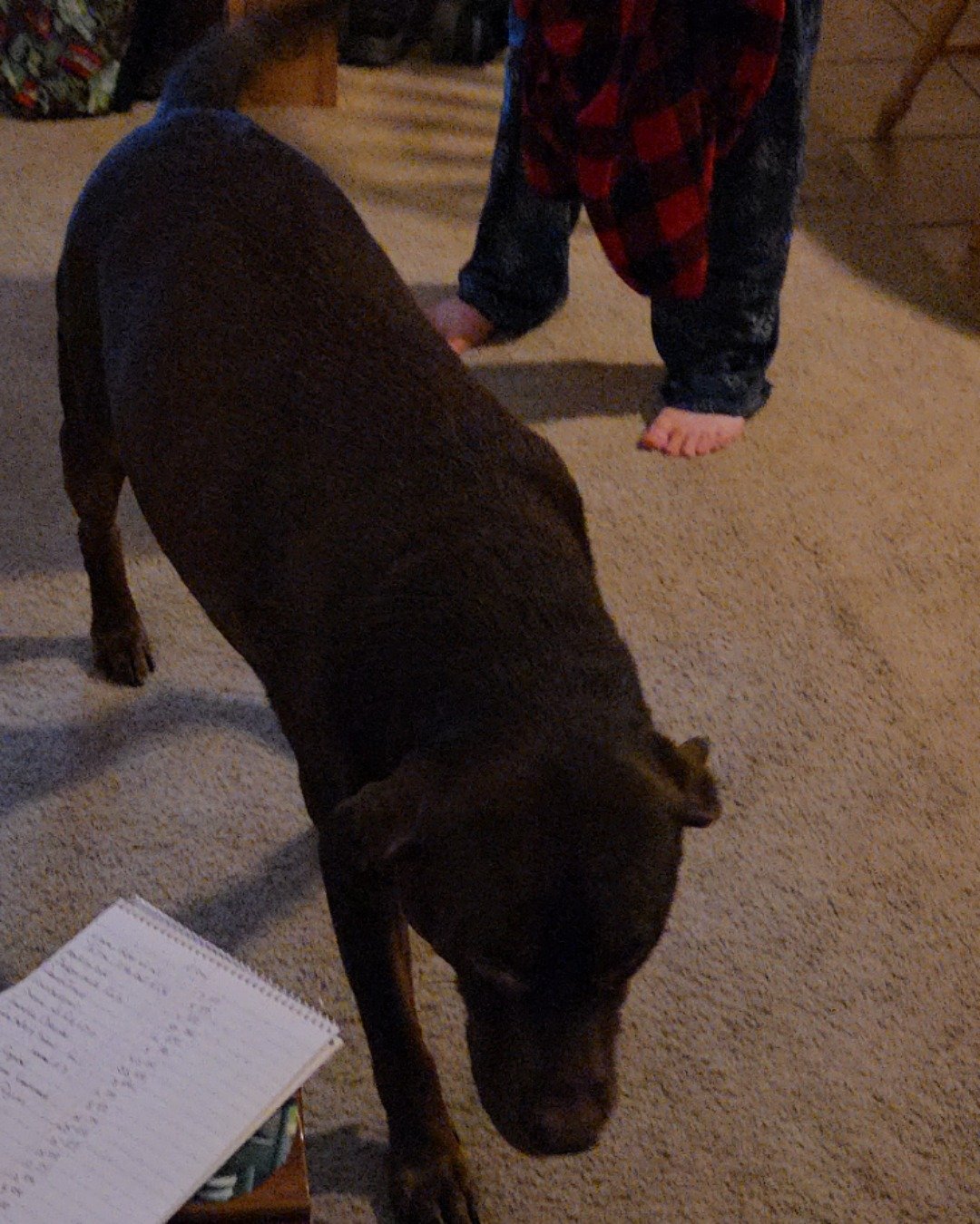 Roscoe the chocolate lab. Dog, Puppy, Person, Labrador Retriever, Clothing, Pants