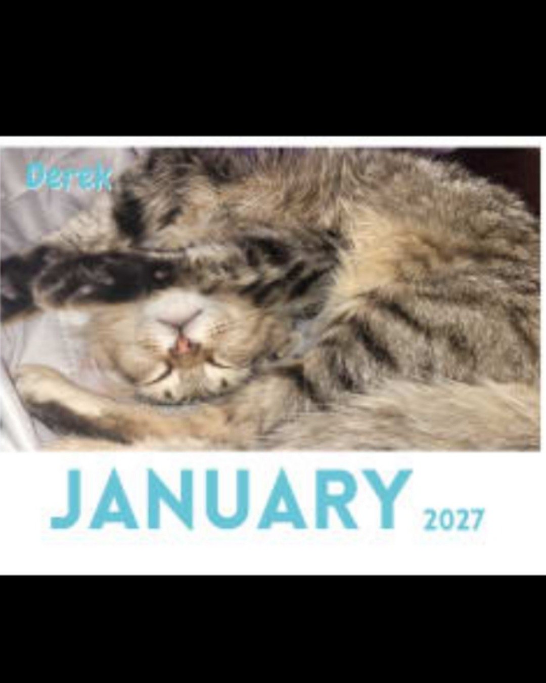 Derek the tabby. Cat, Kitten