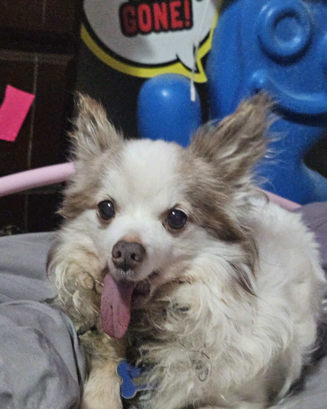 Gizmo the Butterfly Chihuahua. Dog, Puppy, Eskimo Dog, Can, Tin