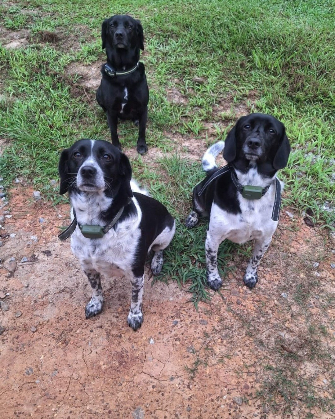 Mia,spike and barbie my babys♡ the Mixed breeds. Grass, Plant, Dog, Hound, Puppy, Pointer