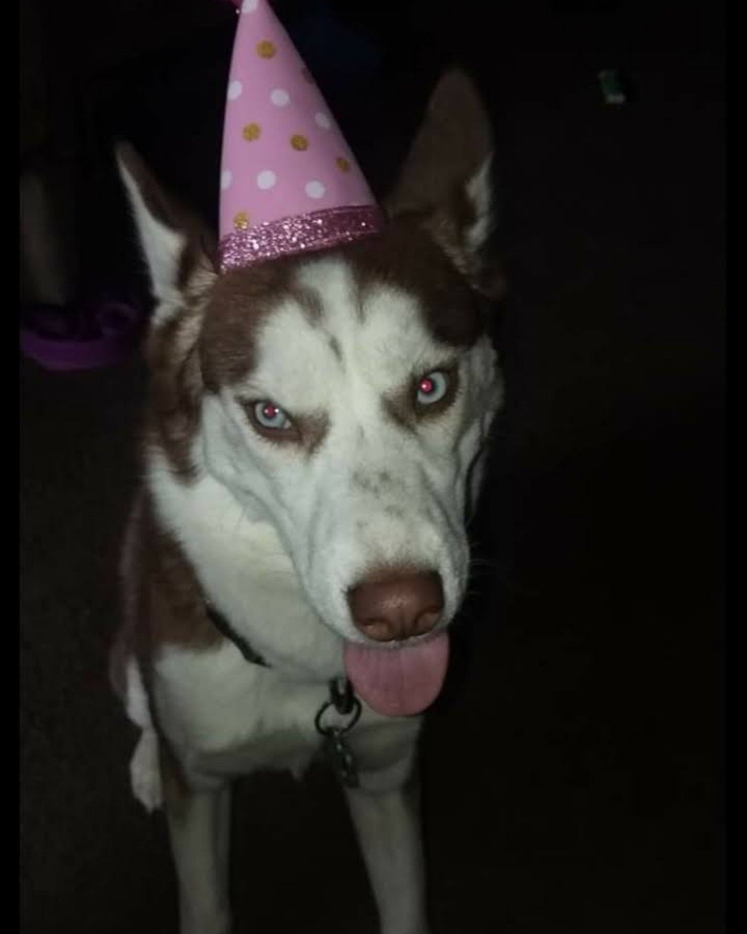 Hela Bella the Siberian Husky. Clothing, Hat, Dog, Husky