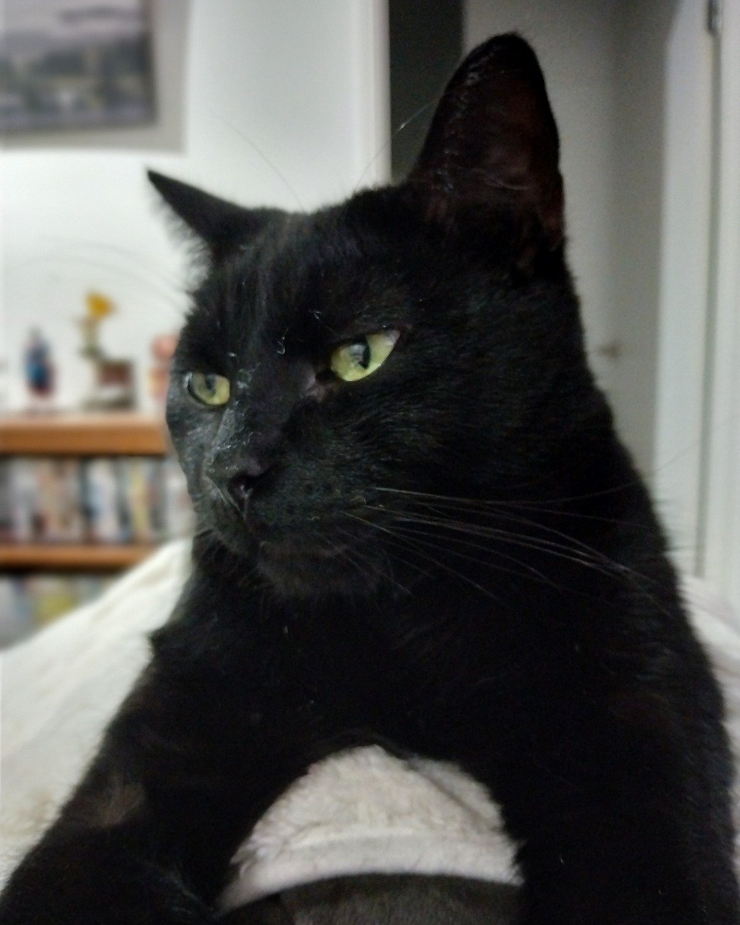 Thackery Binx 🖤 — Black Cat, Cat