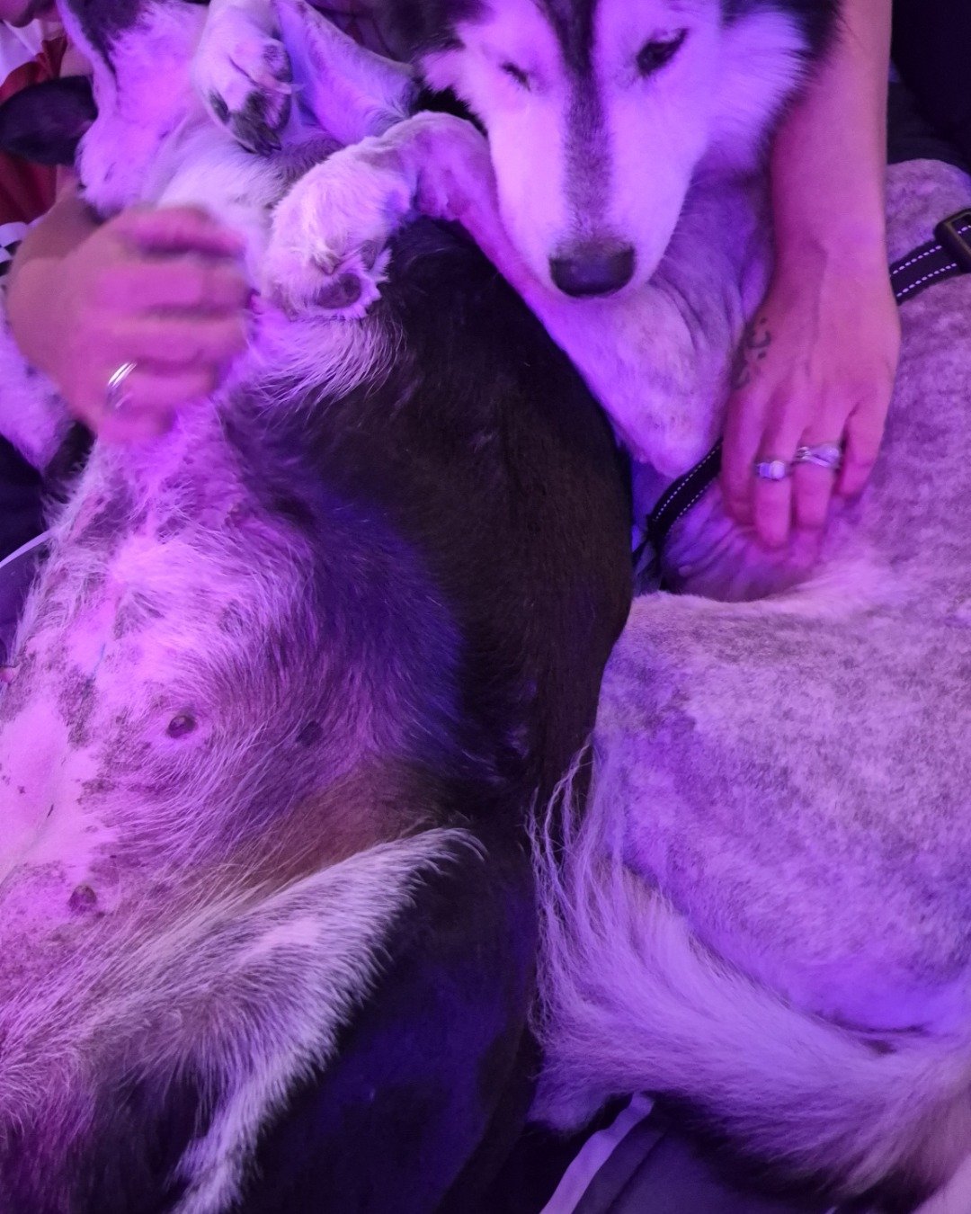 Tasha the Husky/wolf. Purple, Dog, Husky, Body Part, Finger, Hand